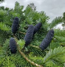 Attēlu rezultāti vaicājumam “Abies veitchii”