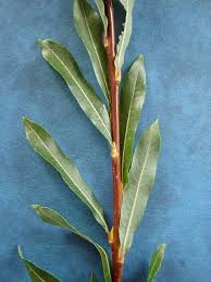 Attēlu rezultāti vaicājumam “Salix purpurea leaf”