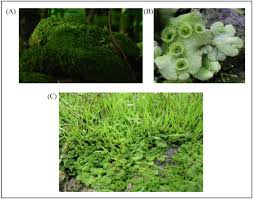 Attēlu rezultāti vaicājumam “Bryoerythrophyllum recurvirostrum sporophyte”