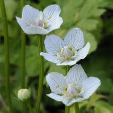 Attēlu rezultāti vaicājumam “Parnassia palustris flower”