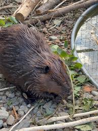 Image result for Beaver Sc