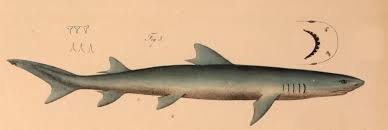 Image result for Negaprion acutidens