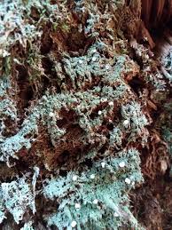 Attēlu rezultāti vaicājumam “Icmadophila ericetorum”