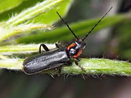 Attēlu rezultāti vaicājumam “Cantharis obscura”