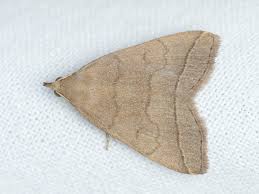 Attēlu rezultāti vaicājumam “Zanclognatha tarsipennalis”