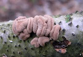 Attēlu rezultāti vaicājumam “Encoelia furfuracea”