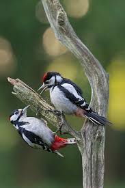 Attēlu rezultāti vaicājumam “Dendrocopos major male”