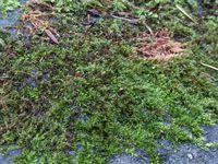 Attēlu rezultāti vaicājumam “Sciuro-hypnum populeum”