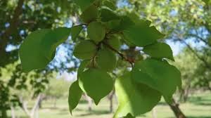 Attēlu rezultāti vaicājumam “Prunus armeniaca leaf”