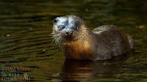 Image result for Eltham Otters