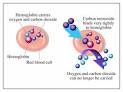 <b>Carbon monoxide</b> binds tightly