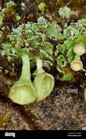 Attēlu rezultāti vaicājumam “Cladonia pyxidata”
