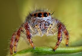 Attēlu rezultāti vaicājumam “Salticidae”