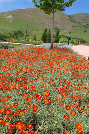Attēlu rezultāti vaicājumam “Helianthemum nummularium”