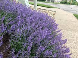 Attēlu rezultāti vaicājumam “Nepeta x faassenii”