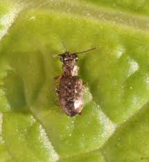 Attēlu rezultāti vaicājumam “Asaphidion pallipes”