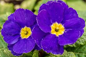 Image result for Primula malacoides