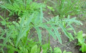 Attēlu rezultāti vaicājumam “Sisymbrium volgense leaf”