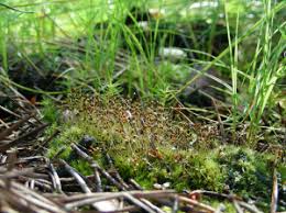 Attēlu rezultāti vaicājumam “Dicranella cerviculata”