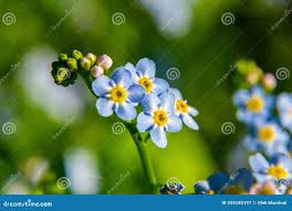 Attēlu rezultāti vaicājumam “Myosotis scorpioides bud”