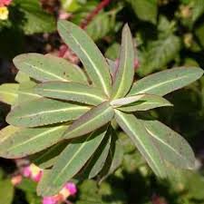 Attēlu rezultāti vaicājumam “Euphorbia palustris leaf”