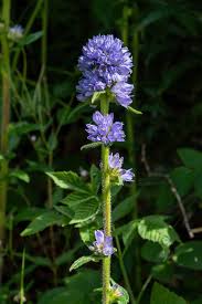 Attēlu rezultāti vaicājumam “Campanula cervicaria flower”