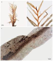 Attēlu rezultāti vaicājumam “Fissidens”