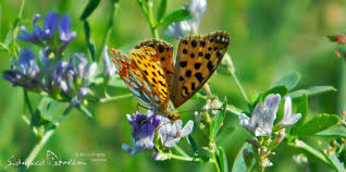 Attēlu rezultāti vaicājumam “Issoria lathonia upperside”
