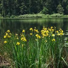 Attēlu rezultāti vaicājumam “Iris pseudacorus flower”