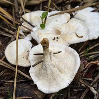 Attēlu rezultāti vaicājumam “Sistotrema confluens”