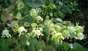 Attēlu rezultāti vaicājumam “Silene baccifera flower”