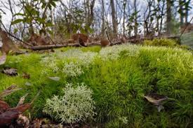 Attēlu rezultāti vaicājumam “Dicranum scoparium”