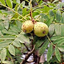 Attēlu rezultāti vaicājumam “Sorbus aucuparia fruit”
