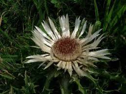 Image result for Silberdistel