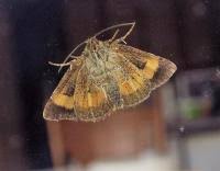 Attēlu rezultāti vaicājumam “Panemeria tenebrata”