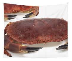 Image result for Cancer pagurus