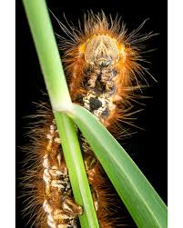 Attēlu rezultāti vaicājumam “Euthrix potatoria larva”