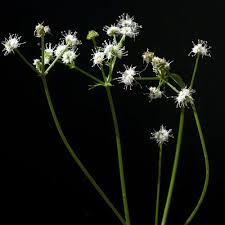 Attēlu rezultāti vaicājumam “Sanicula europaea”