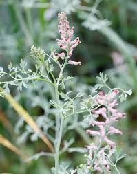 Attēlu rezultāti vaicājumam “Fumaria officinalis leaf”