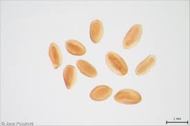 Attēlu rezultāti vaicājumam “Campanula patula fruit”