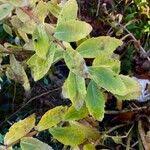 Attēlu rezultāti vaicājumam “Hylotelephium telephium leaf”