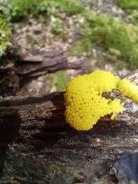 Attēlu rezultāti vaicājumam “Stemonitis flavogenita”