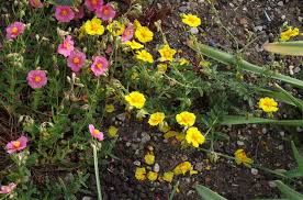 Attēlu rezultāti vaicājumam “Helianthemum nummularium fruit”