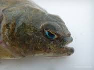 Image result for Limanda limanda