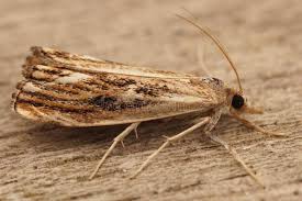 Attēlu rezultāti vaicājumam “Catoptria falsella”