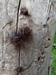 Attēlu rezultāti vaicājumam “Stemonitis marjana stalked”