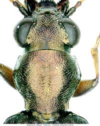 Attēlu rezultāti vaicājumam “Asaphidion pallipes”