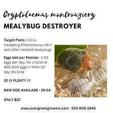 Image result for Cryptolaemus