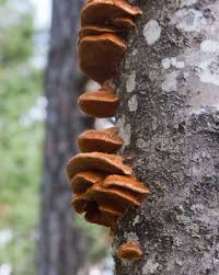 Attēlu rezultāti vaicājumam “Inonotus rheades”