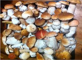 Attēlu rezultāti vaicājumam “Boletus edulis”